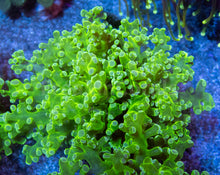 Carregar imagem no visualizador da galeria, Euphyllia "Toxic Emerald" Paradivisa Coral