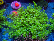 Carregar imagem no visualizador da galeria, Euphyllia "Toxic Emerald" Paradivisa Coral
