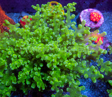 Carregar imagem no visualizador da galeria, Euphyllia "Toxic Emerald" Paradivisa Coral