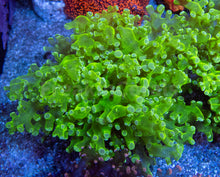 Carregar imagem no visualizador da galeria, Euphyllia "Toxic Emerald" Paradivisa Coral