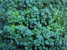 Carregar imagem no visualizador da galeria, Euphyllia "Mint Mirage" Paradivisa Coral