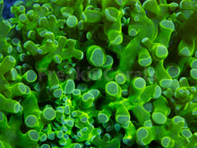 Carregar imagem no visualizador da galeria, Euphyllia "Toxic Emerald" Paradivisa Coral