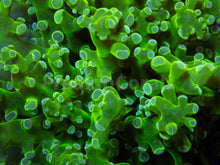 Carregar imagem no visualizador da galeria, Euphyllia "Toxic Emerald" Paradivisa Coral