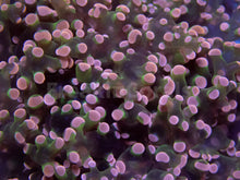 Carregar imagem no visualizador da galeria, Euphyllia "Cherry Blossom" Paradivisa Coral