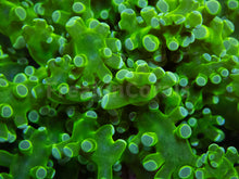 Carregar imagem no visualizador da galeria, Euphyllia "Toxic Emerald" Paradivisa Coral