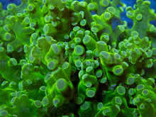 Carregar imagem no visualizador da galeria, Euphyllia "Toxic Emerald" Paradivisa Coral