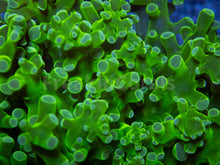 Carregar imagem no visualizador da galeria, Euphyllia "Toxic Emerald" Paradivisa Coral