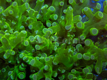 Carregar imagem no visualizador da galeria, Euphyllia "Toxic Emerald" Paradivisa Coral