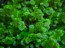 Carregar imagem no visualizador da galeria, Euphyllia "Toxic Emerald" Paradivisa Coral