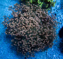 Load image into Gallery viewer, Euphyllia "Blush Aurora" Yaeyamaensis Coral (XXL Size)