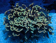 Carregar imagem no visualizador da galeria, Euphyllia "Lime Blossom" Ancora Coral