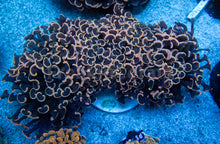 Carregar imagem no visualizador da galeria, Euphyllia "Sunset Blush" Ancora Coral