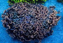 Carregar imagem no visualizador da galeria, Euphyllia "Sunset Blush" Ancora Coral
