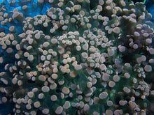 Load image into Gallery viewer, Euphyllia "Blush Aurora" Yaeyamaensis Coral (XXL Size)