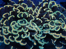 Carregar imagem no visualizador da galeria, Euphyllia "Lime Blossom" Ancora Coral