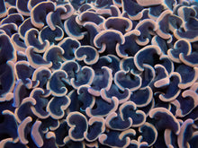 Carregar imagem no visualizador da galeria, Euphyllia "Sunset Blush" Ancora Coral