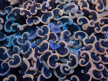 Carregar imagem no visualizador da galeria, Euphyllia "Sunset Blush" Ancora Coral