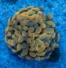 Carregar imagem no visualizador da galeria, Euphyllia "Sunset Ember" Paraancora Coral