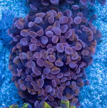 Carregar imagem no visualizador da galeria, Euphyllia "Crimson Blaze" Paraancora Coral