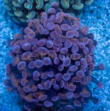 Carregar imagem no visualizador da galeria, Euphyllia "Crimson Blaze" Paraancora Coral