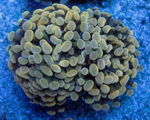 Carregar imagem no visualizador da galeria, Euphyllia "Golden Radiance" Paraancora Coral