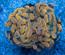 Carregar imagem no visualizador da galeria, Euphyllia "Sunset Ember" Paraancora Coral