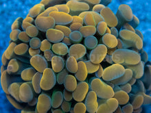 Carregar imagem no visualizador da galeria, Euphyllia "Sunset Ember" Paraancora Coral