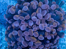 Carregar imagem no visualizador da galeria, Euphyllia "Crimson Blaze" Paraancora Coral