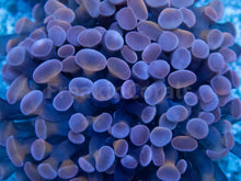 Carregar imagem no visualizador da galeria, Euphyllia "Crimson Blaze" Paraancora Coral