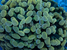 Carregar imagem no visualizador da galeria, Euphyllia "Golden Radiance" Paraancora Coral