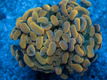 Carregar imagem no visualizador da galeria, Euphyllia "Sunset Ember" Paraancora Coral