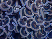 Carregar imagem no visualizador da galeria, Gold and Pink Ancora Euphyllia