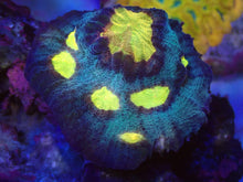 Load image into Gallery viewer, WWC Sundrop Chalice (Colony) β First Release β Cut-to-Order  Echinophyllia sp.