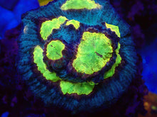 Load image into Gallery viewer, WWC Sundrop Chalice (Colony) β First Release β Cut-to-Order  Echinophyllia sp.