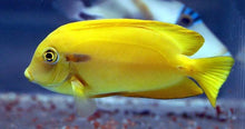 Carregar imagem no visualizador da galeria, Acanthurus Olivaceus