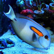 Load image into Gallery viewer, Acanthurus Olivaceus