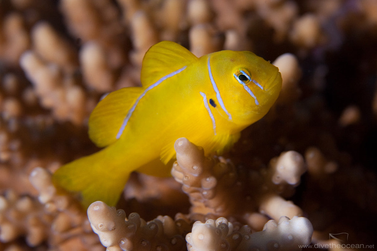 Gobiodon citrinus freakincorals
