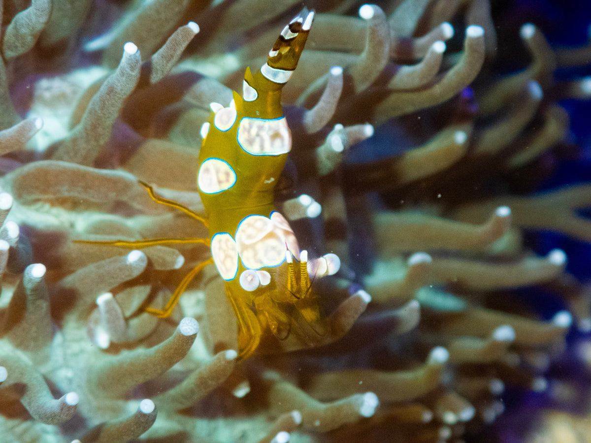 Fish & Inverts – freakincorals.com