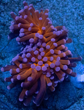 Carregar imagem no visualizador da galeria, Euphyllia cristata “Pink Tip” – Premium Coral WYSIWYG