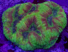 Load image into Gallery viewer, Lobophyllia sp. “Tropical Inferno” – WYSIWYG - freakincorals.com