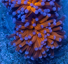 Load image into Gallery viewer, Euphyllia cristata “Tiger Torch” – Premium Coral WYSIWYG