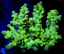 Load image into Gallery viewer, FK Neon Cup Tenuis Acropora