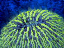 Carregar imagem no visualizador da galeria, FK Electric Yellow Cycloseris (Aussie Coral) FK389