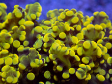 Carregar imagem no visualizador da galeria, FK Honey Gold Frogspawn Euphyllia