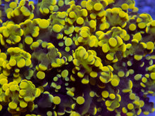 Carregar imagem no visualizador da galeria, FK Honey Gold Frogspawn Euphyllia