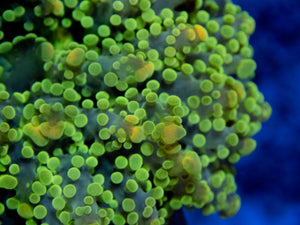 FK Gold Tip Green Frogspawn Euphyllia (Rare Pattern)