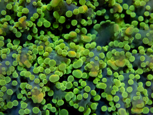 FK Gold Tip Green Frogspawn Euphyllia (Rare Pattern)