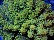 Carregar imagem no visualizador da galeria, FK Gold Tip Green Frogspawn Euphyllia (Rare Pattern)