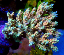 Load image into Gallery viewer, FK Latistella Indo Acropora (Cut to Order)