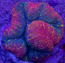Load image into Gallery viewer, Lobophyllia sp. “Royal Treasure” – WYSIWYG Gold, Red &amp; Purple Brain Coral - freakincorals.com